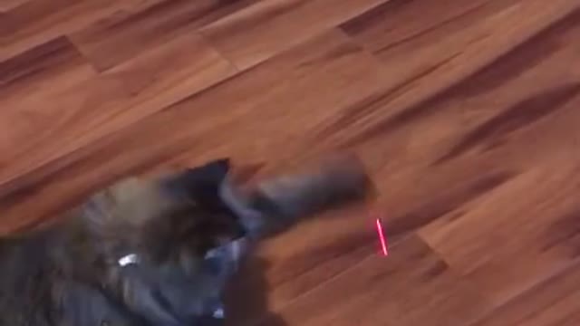 Cat Vs Laser Pointer