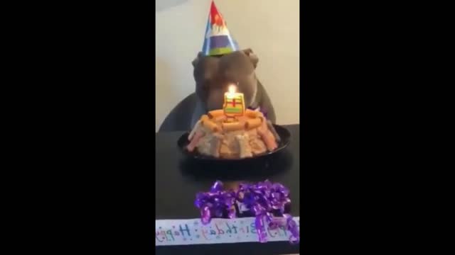 Dog's birthday