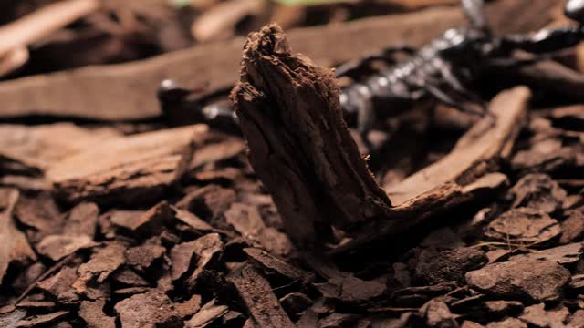 Black scorpion walking closeup