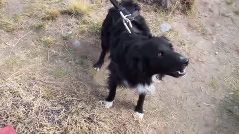 Ever seen a dog on a zipline