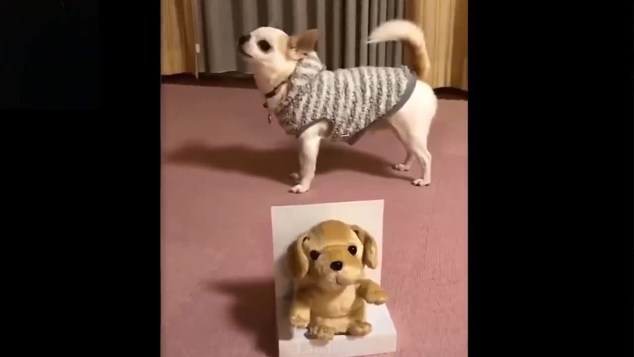 Try Not to Laugh to These Cute Pets🤣😂 |Compilation of Cute 😻🐶& Adorable Pets