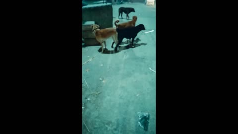 Dog focking video