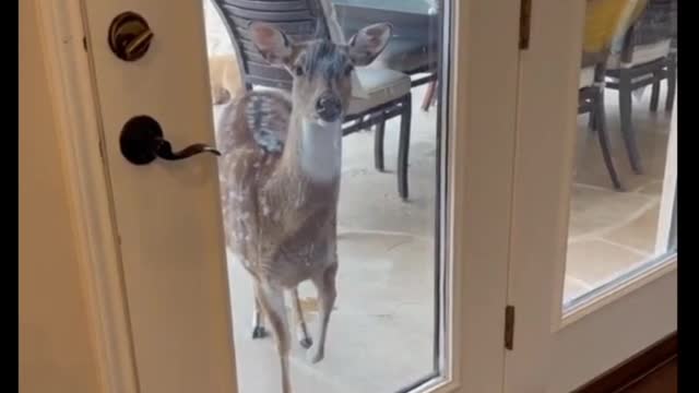 Hungry deer demands food by stomping her hoof