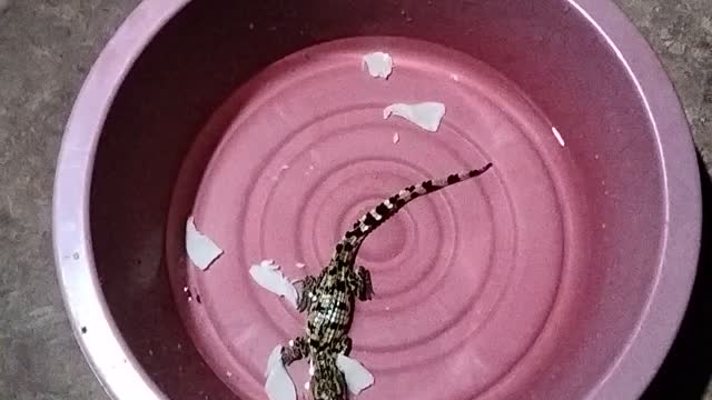 Feed crocodile baby in cup