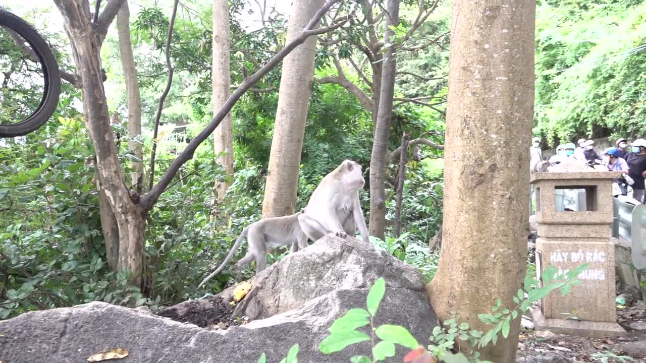 Monkeys Being Familiar With Living Beside Human Society