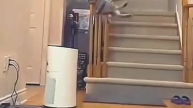 Amazing Cat Caught like a Player amazing catch