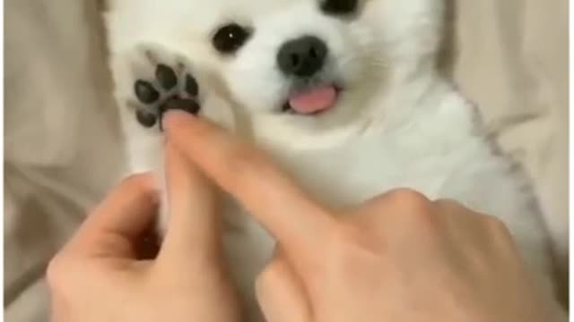 Funny puppies videos 2