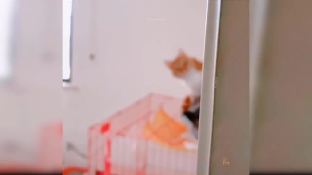 Funny cats compilation
