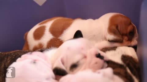 bulldog puppy falling asleep