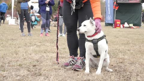 Dogs on leashes and their owners pet with Love