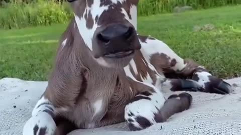 Very cute baby cow