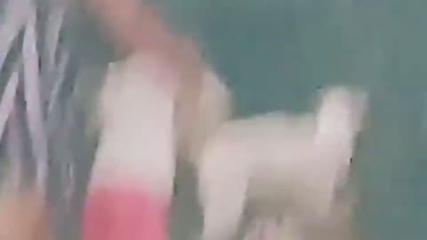 Funny Animal Videos 2024 Best Dogs And Cats Videos 😺😍short,viral,tiktok