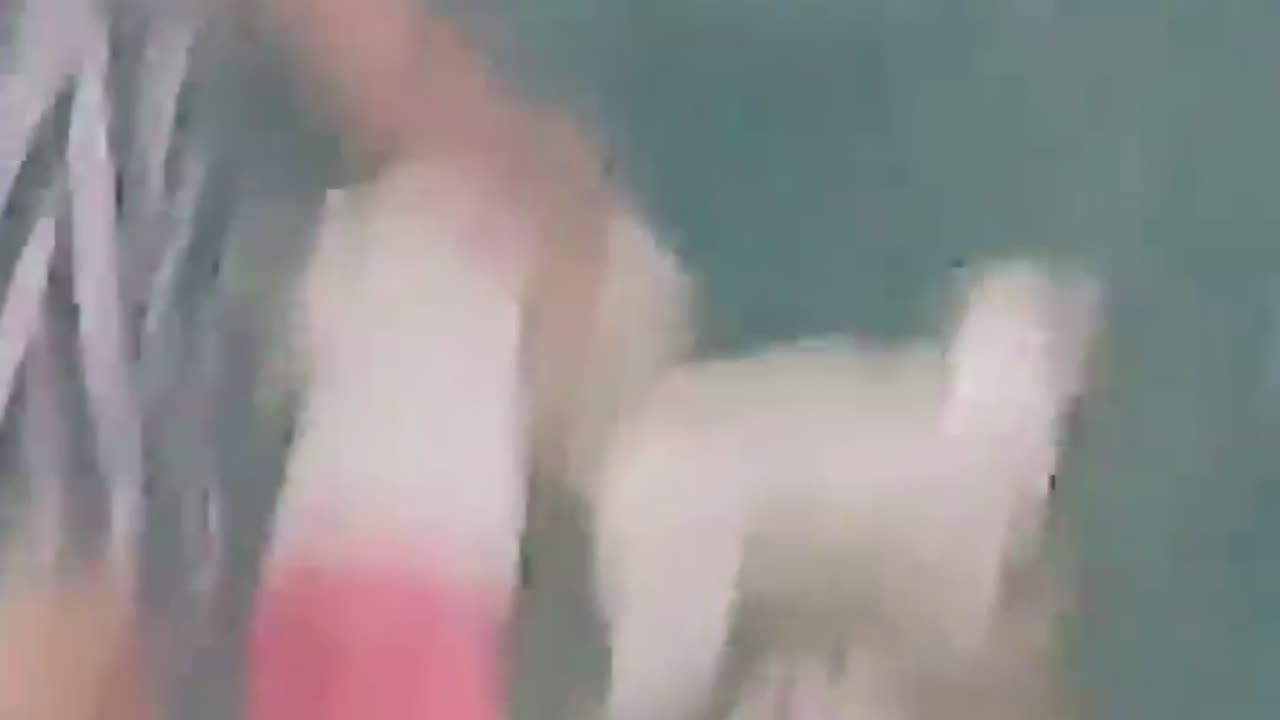 Funny Animal Videos 2024 Best Dogs And Cats Videos ๐บ๐short,viral,tiktok