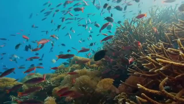Underwater World