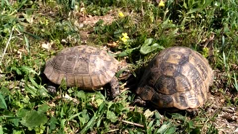 turtle mariage