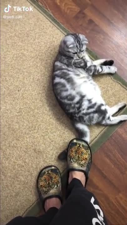 Cats are so funny PART 688 FUNNY CAT VIDEOS TIK TOK