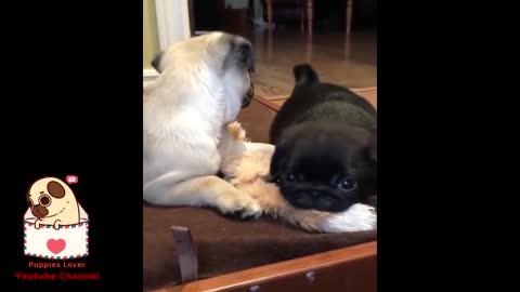 Funny Pug Moments