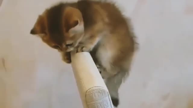 Kitten can't balance