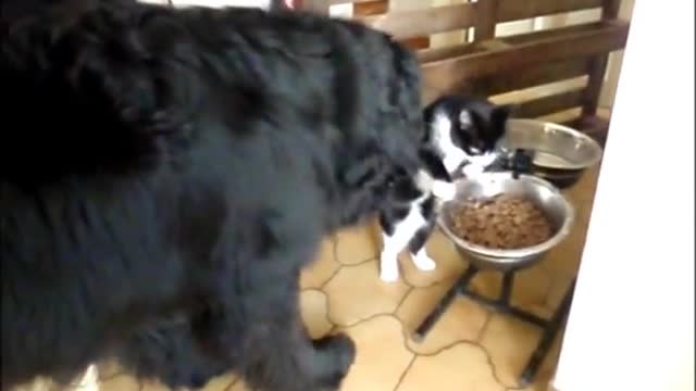 Newfoundland dog and cat having funny movement habitat..