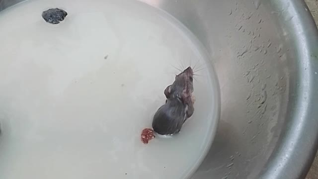 Mouse in a trab