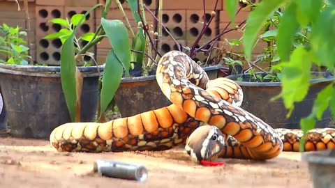 Fake snake vs sleeping dog funny video 2023