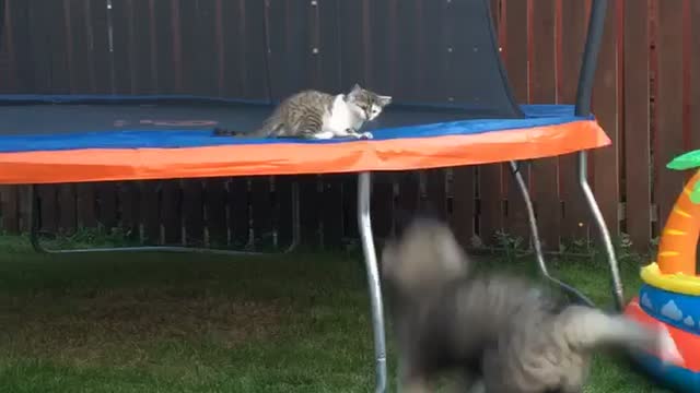 Akita puppy trying to play with kitten