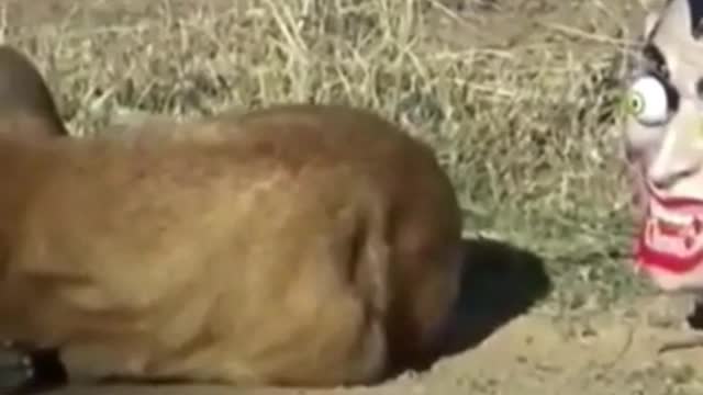 Dog is startled to see demon beside him