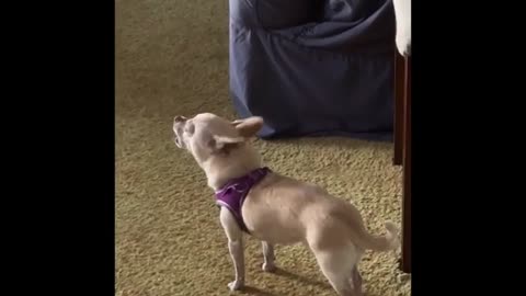 Cute dog 🐕 crying