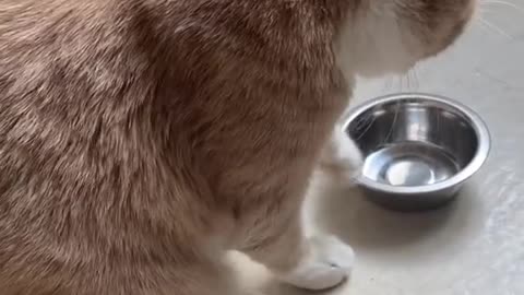 The cat wants to eat, but they don't give it to him