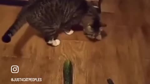 Cats don’t like Cucumbers