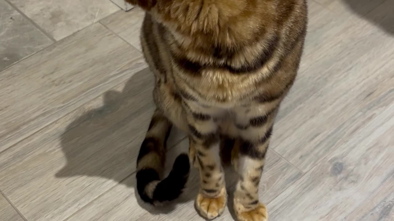 George's Biggest Yawn