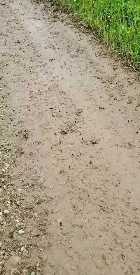 **AHHH* Baby toads everywhere