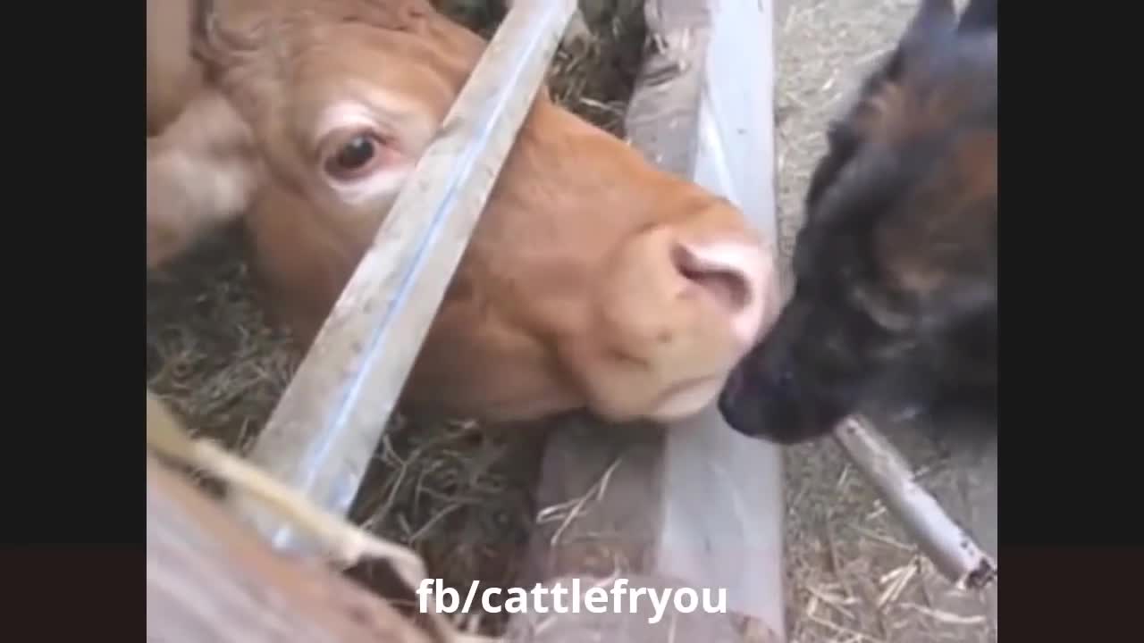 Animals attack humans l Best comedy Video