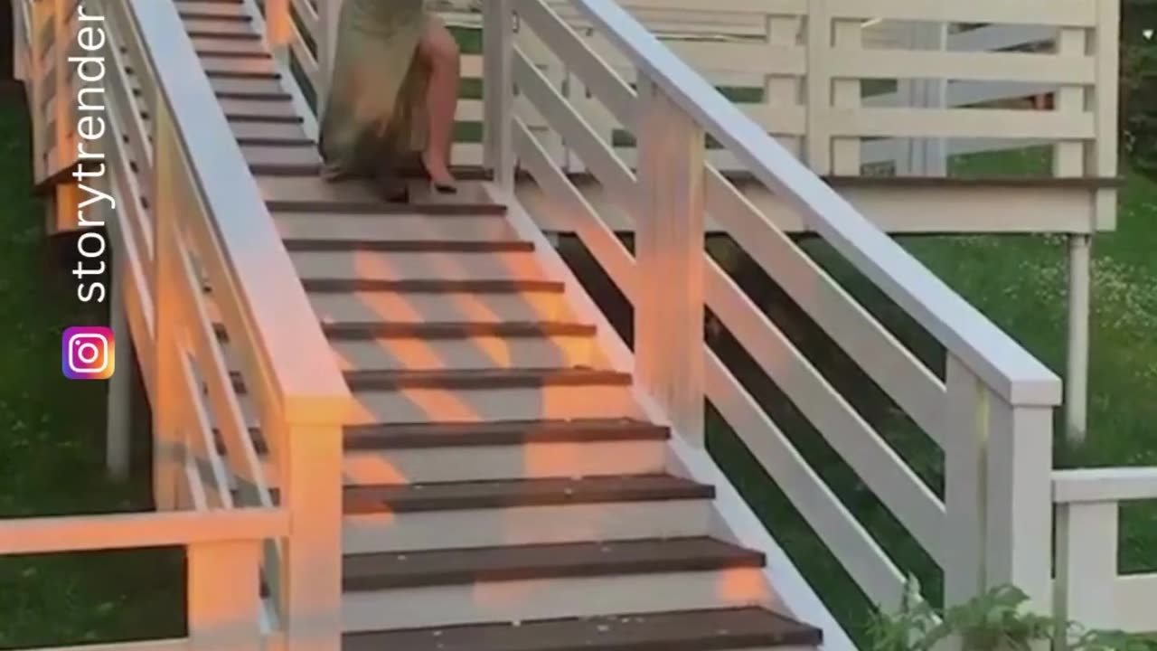 Funny and viral videos