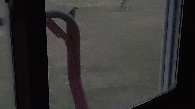 Deer outside window