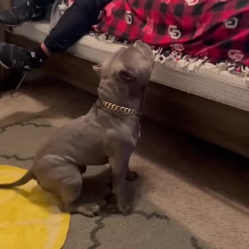 Most Athletic Dog On Earth!!