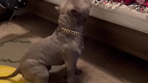 Most Athletic Dog On Earth!!
