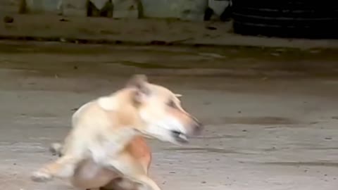 Dog scares another dog with gorilla mask😲