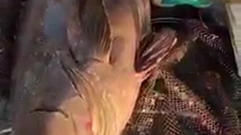 Awesome fishing