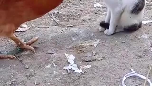 Funny Animal Hen &Cat😂