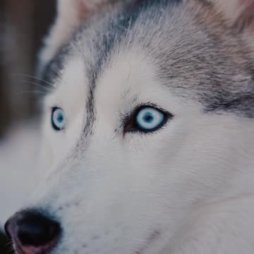 Cute dogs funny video😆😆🐕 nice