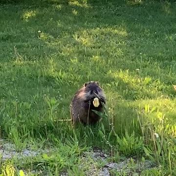 Picking up a flower for the Mrs 😊😍