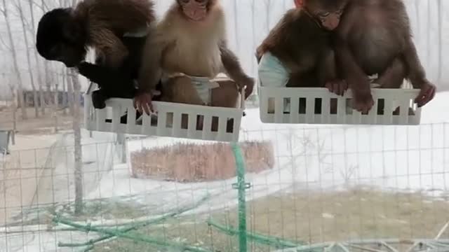 Four cute little monkeys playing