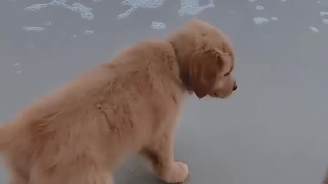Watch the little puppy on the beach so cute 😍