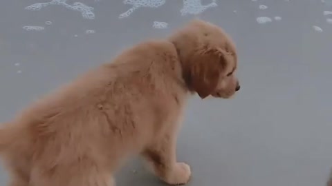 Watch the little puppy on the beach so cute 😍