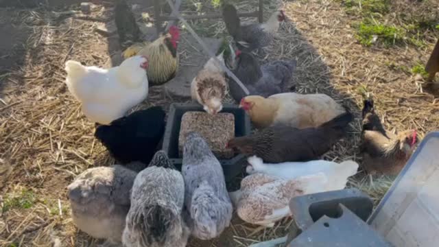 Ravenous Chickens Devour a Flock Block