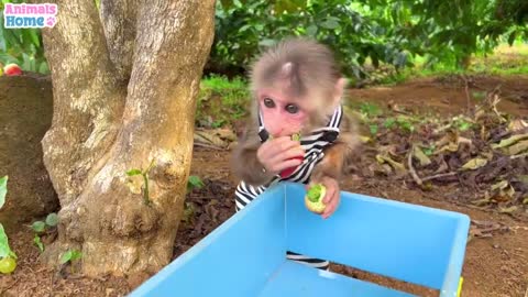 funny monkey child, best funny animal videos, funniest, viral, tranding