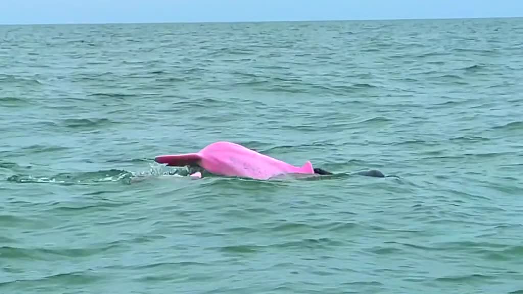 Pink dolphins.