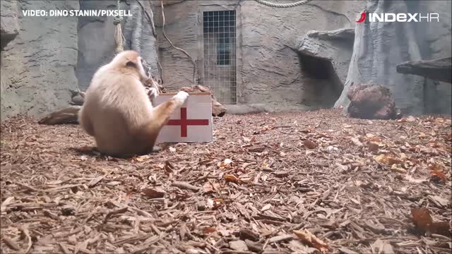 Gibon u ZOOu predvidio pobjedu Hrvatske