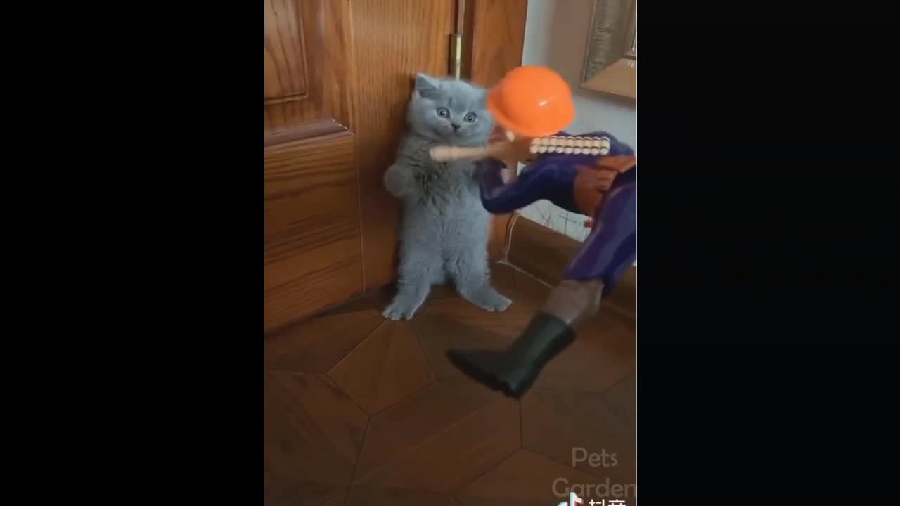 Cats and toys